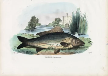 Carpe commune, 1863-79